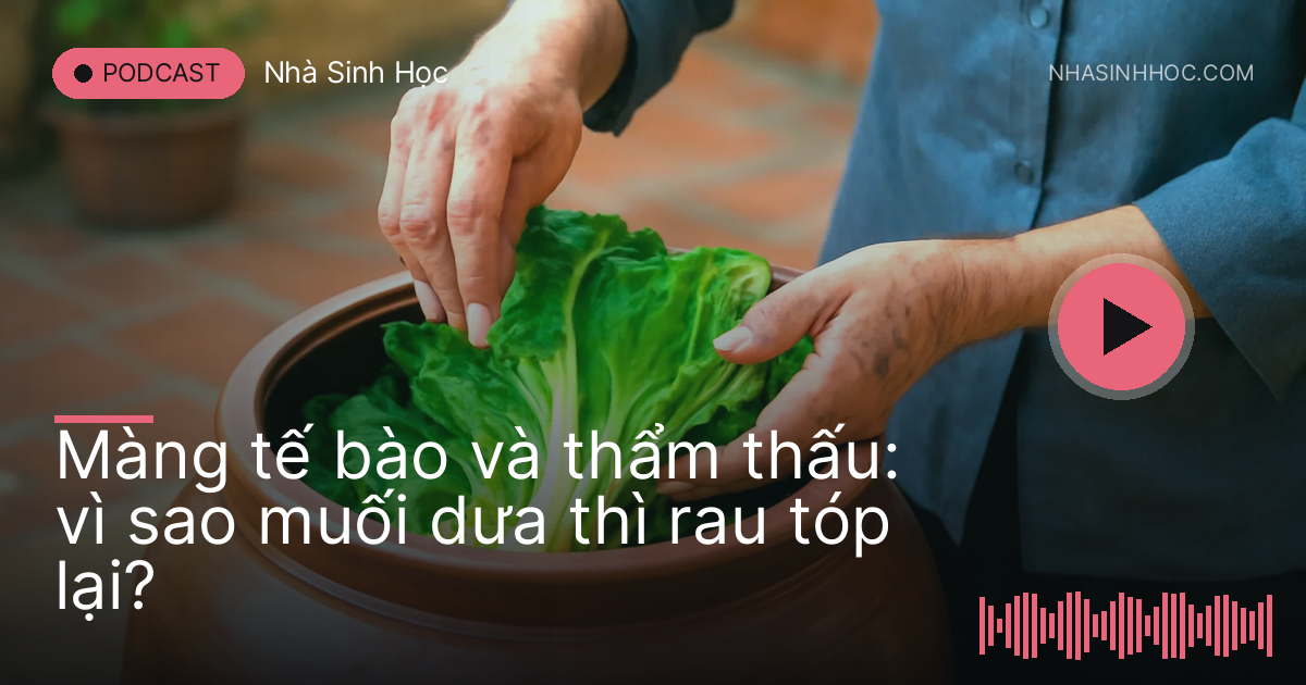 Bà nội xếp cải bẹ vào vại sành và rắc muối ngoài sân gạch
