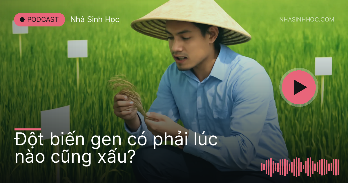 Nhà chọn giống ngồi ghi chép giữa các ô lúa thí nghiệm