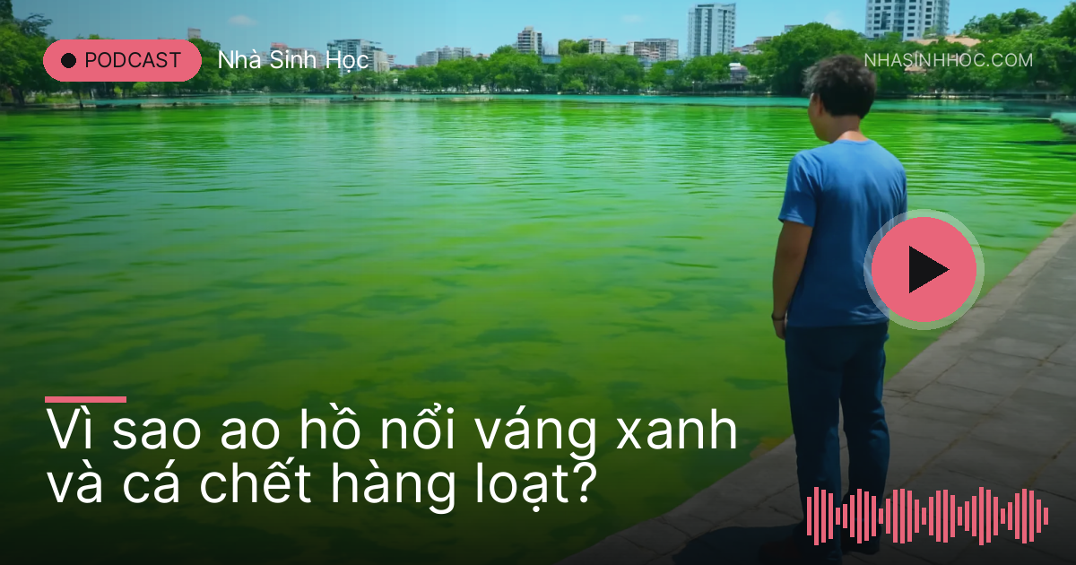 Mặt hồ phủ lớp tảo xanh đặc, người đứng trên bờ nhìn