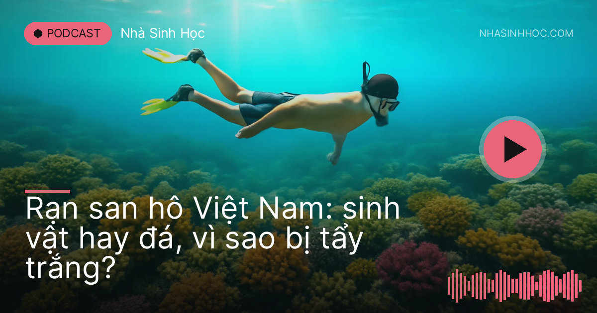 Thợ lặn bơi trên rạn san hô nhiều màu trong nước biển trong xanh