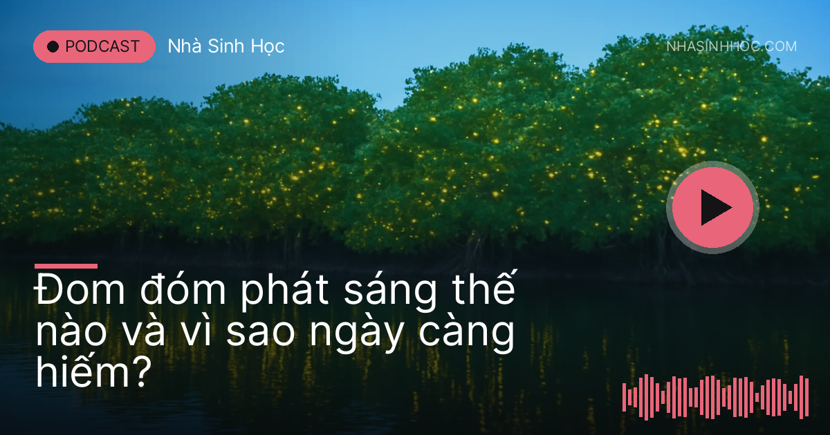 Rặng cây bần ven sông miền Tây lấp lánh đom đóm lúc chạng vạng