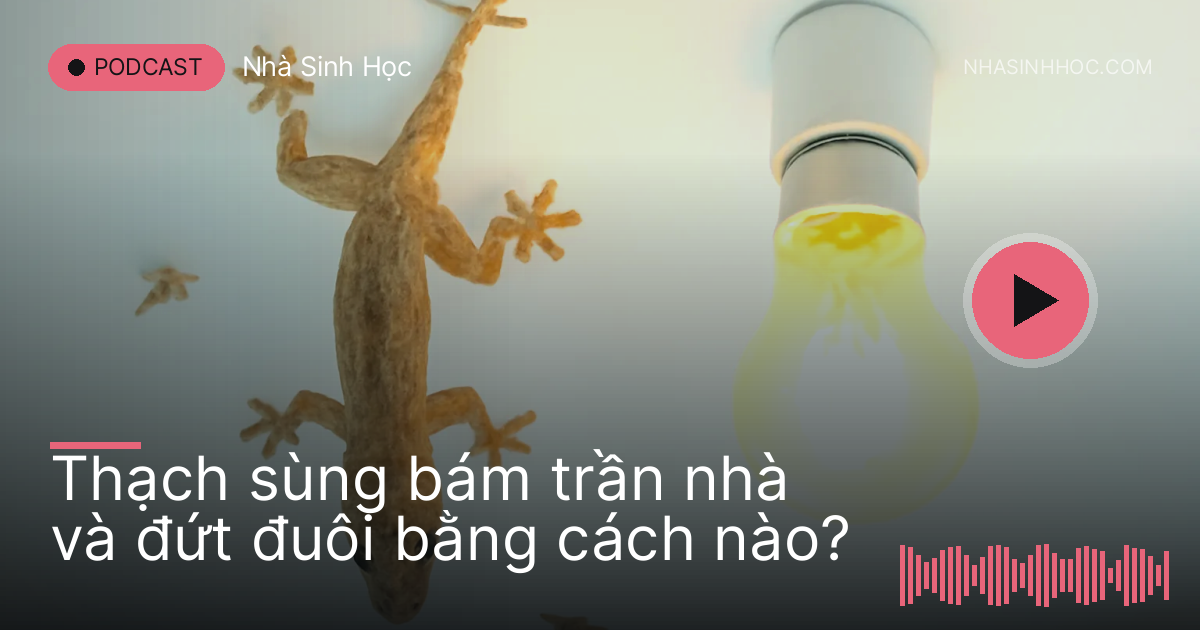 Thạch sùng bám trên trần nhà gần bóng đèn