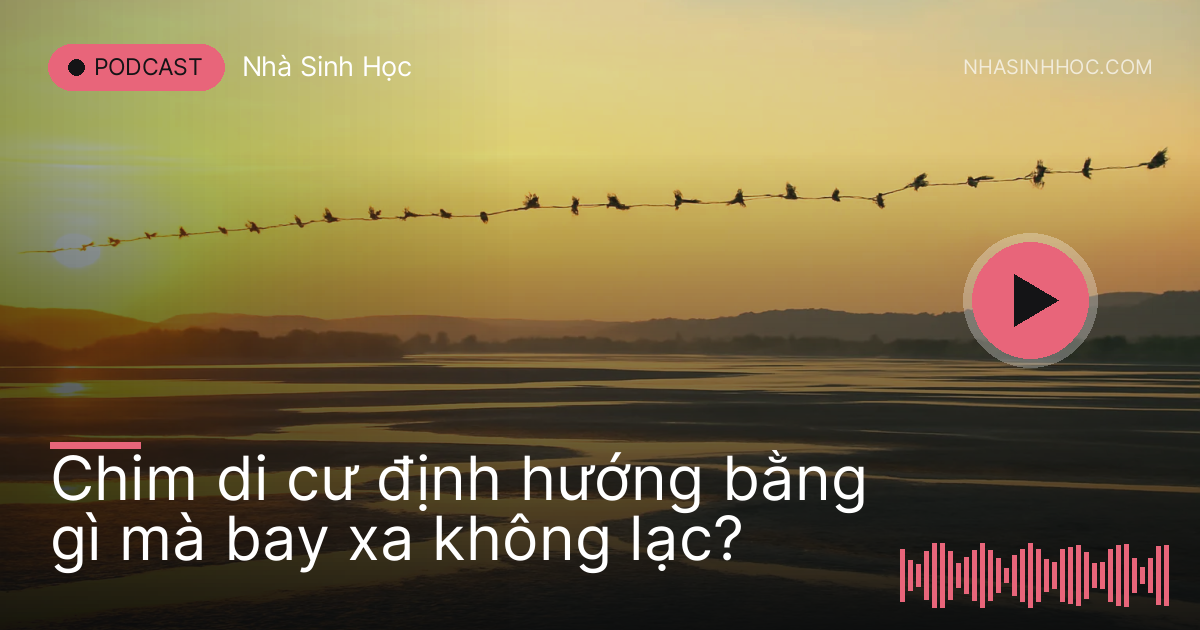 Đàn chim nước bay thành hàng trên bãi bồi cửa sông lúc bình minh