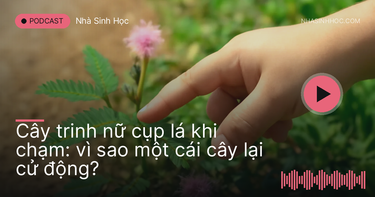 Ngón tay trẻ con chạm vào lá cây trinh nữ ven đường đất