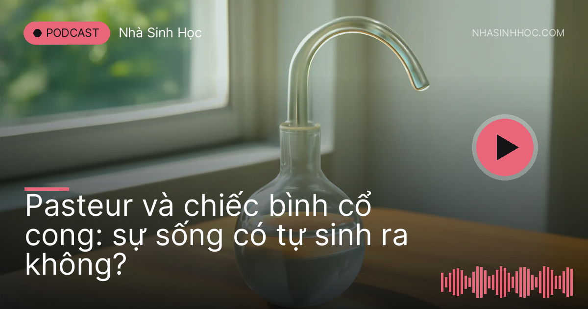 Bình thuỷ tinh cổ cong chứa nước trong trên bàn gỗ cạnh cửa sổ